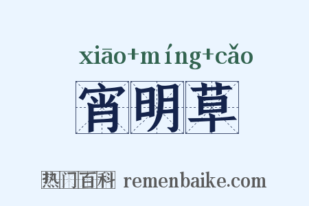 宵明草是什么意思的图片